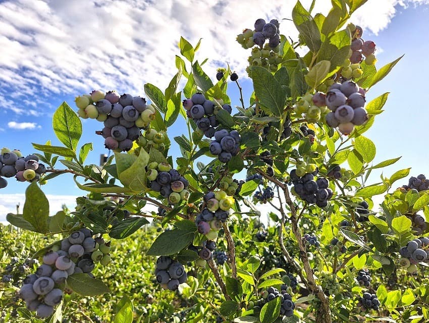 Arándanos en producción en Los Tilos